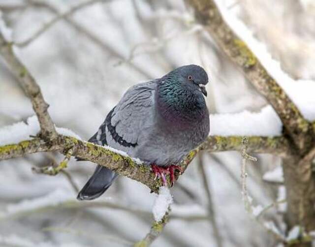 A Rock Pigeon perched in a tree full of snow.