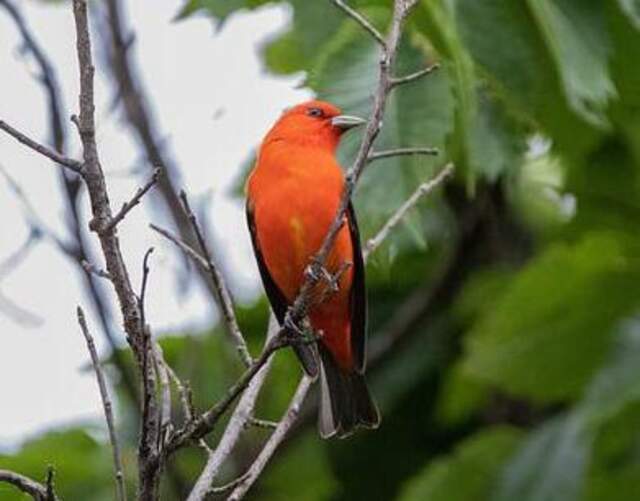 A scarlet tanager perched on a tree.