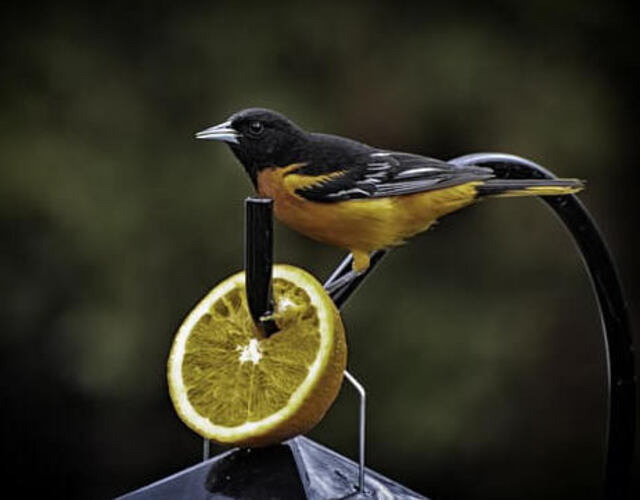 A Scott's Oriole eating a piece of fruit.