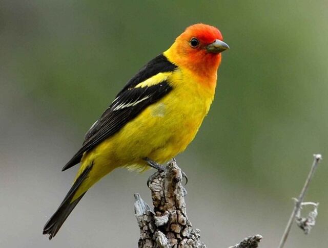 A Western Tanager perched on a decaying tree.
