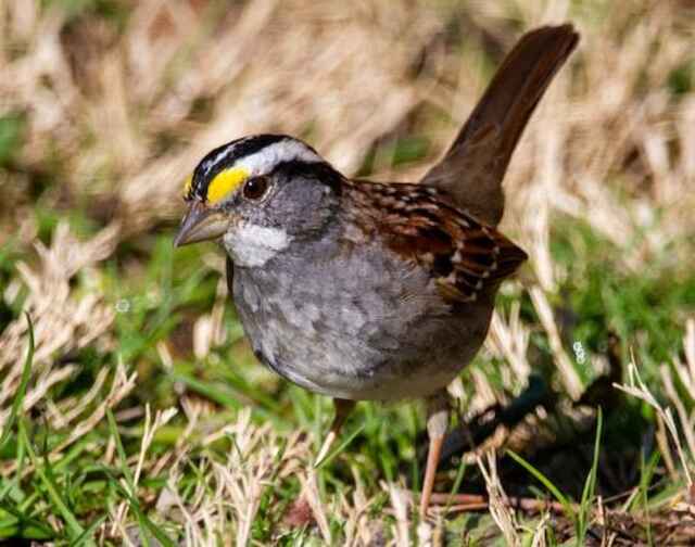 A White-throated Sparrow foraging on the ground.