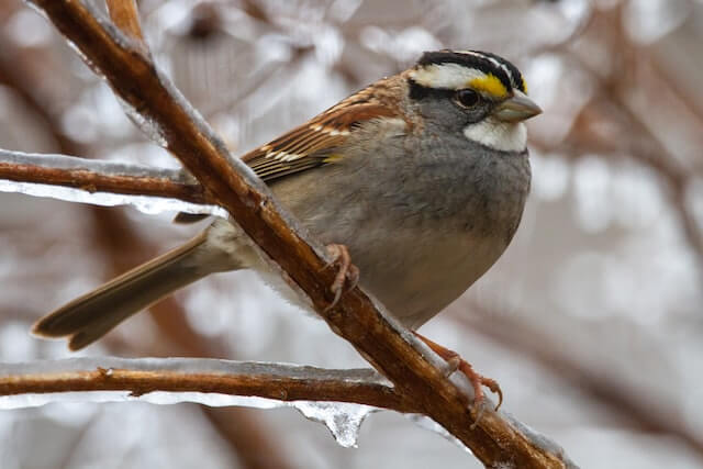A white-throated sparrow perched on an icy branch.

