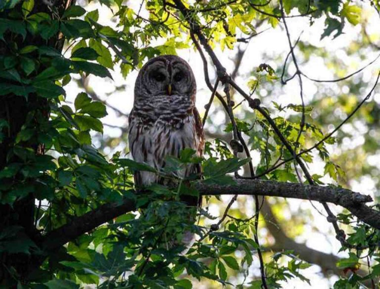 14 Types of Owls in Colorado: A Guide to Local Wildlife!