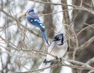 A couple of Blue Jays perched in a tree in winter.