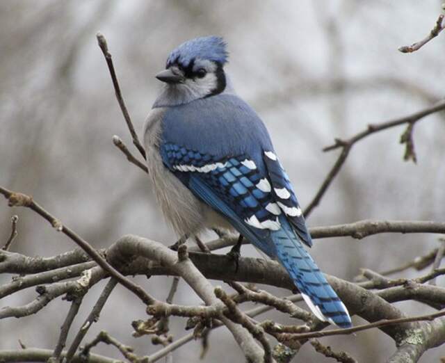 A blue jay perched on a tree in winter.