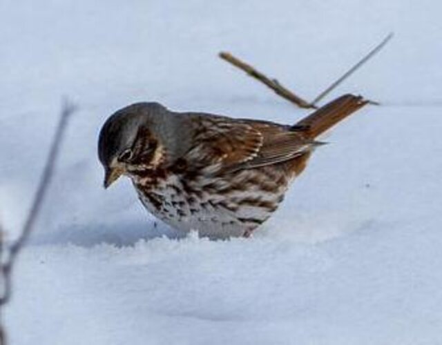 A white-throated sparrow foraging in the snow.