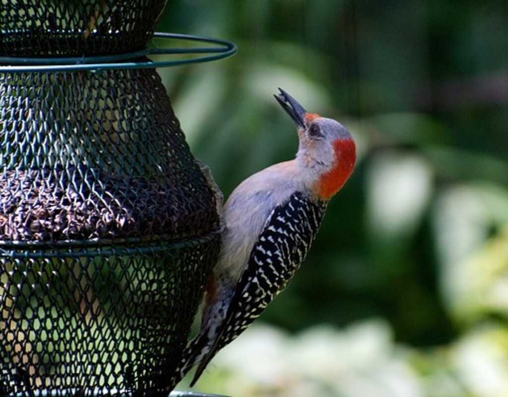 A Red-bellied woodpecker perched on a bird feeder.