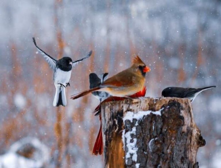 22 Backyard Winter Birds in New York An Expert Guide!