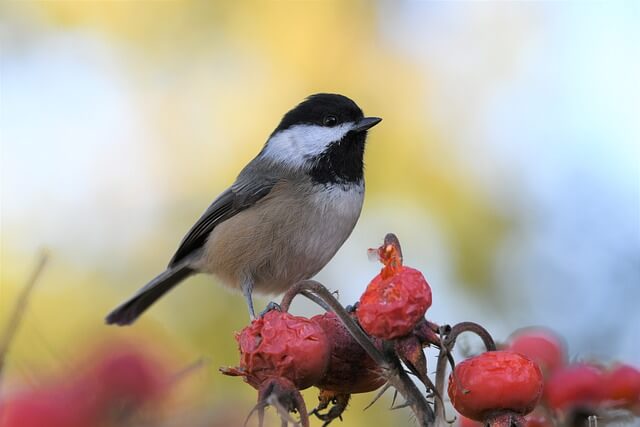 A black-capped chickadee feeding on crab apples.