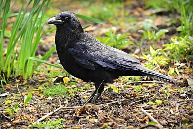 an American crow foraging on the ground.
