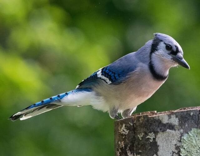 A Blue Jay perched on a tree stump.