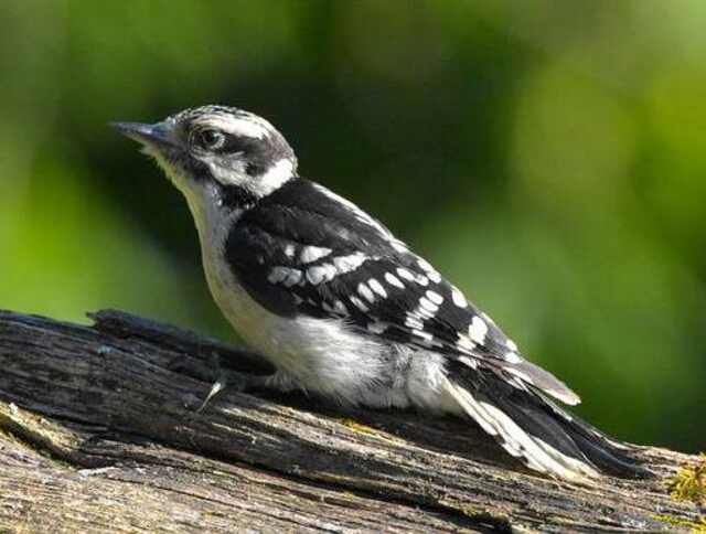 A downy woodpecker perched on a dead tree.