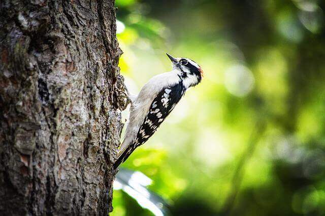A downy woodpecker drilling into a tree.