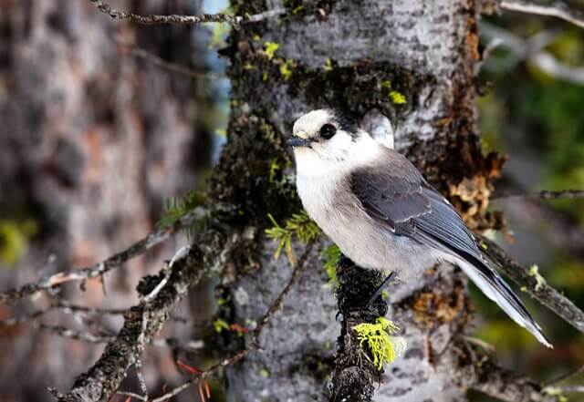 A gray jay perched on a tree.