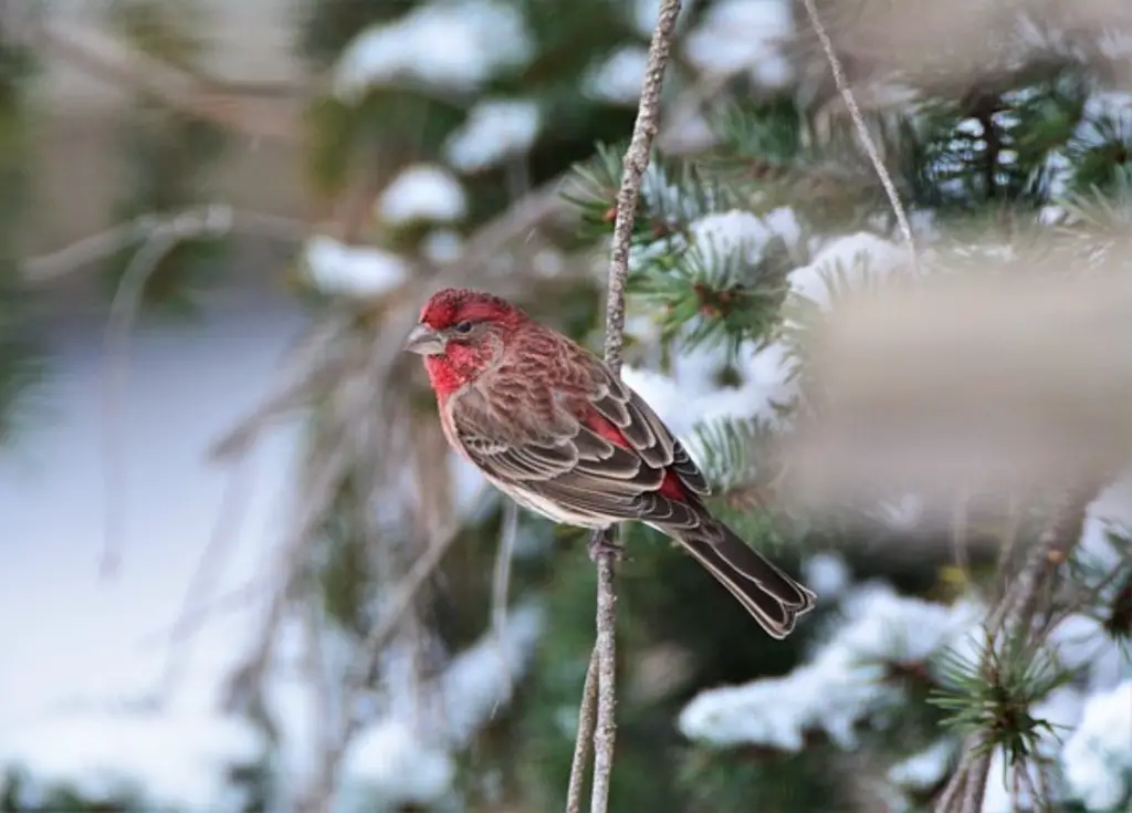 A house finch perched on a tree branch in winter.