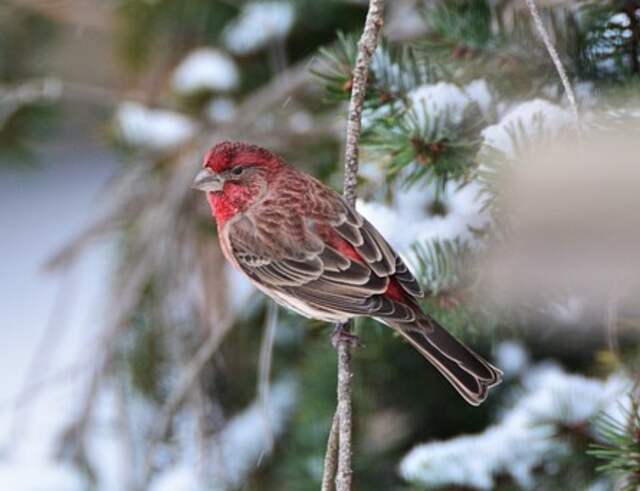 A house finch perched on a tree branch on a cold winter day.