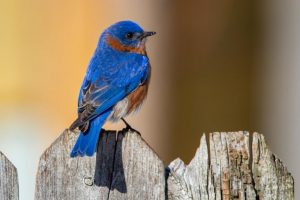 An Eastern Bluebird perched on a wooden fence in winter.