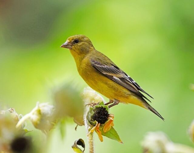 A lesser goldfinch perched on a plant flower.