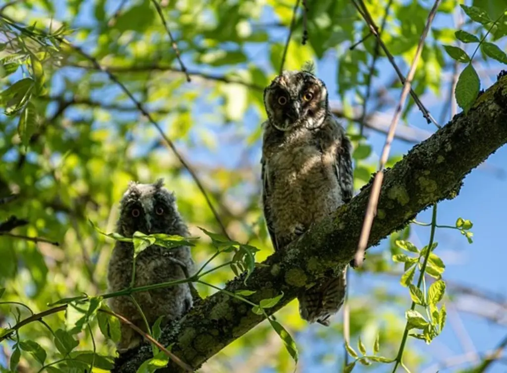 Baby long-eared owls perched in a tree.