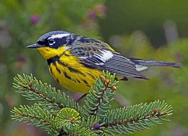 A magnolia warbler perched on a pine tree.