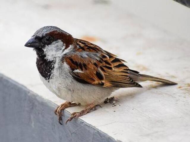 A male house sparrow perched on a concrete ledge.