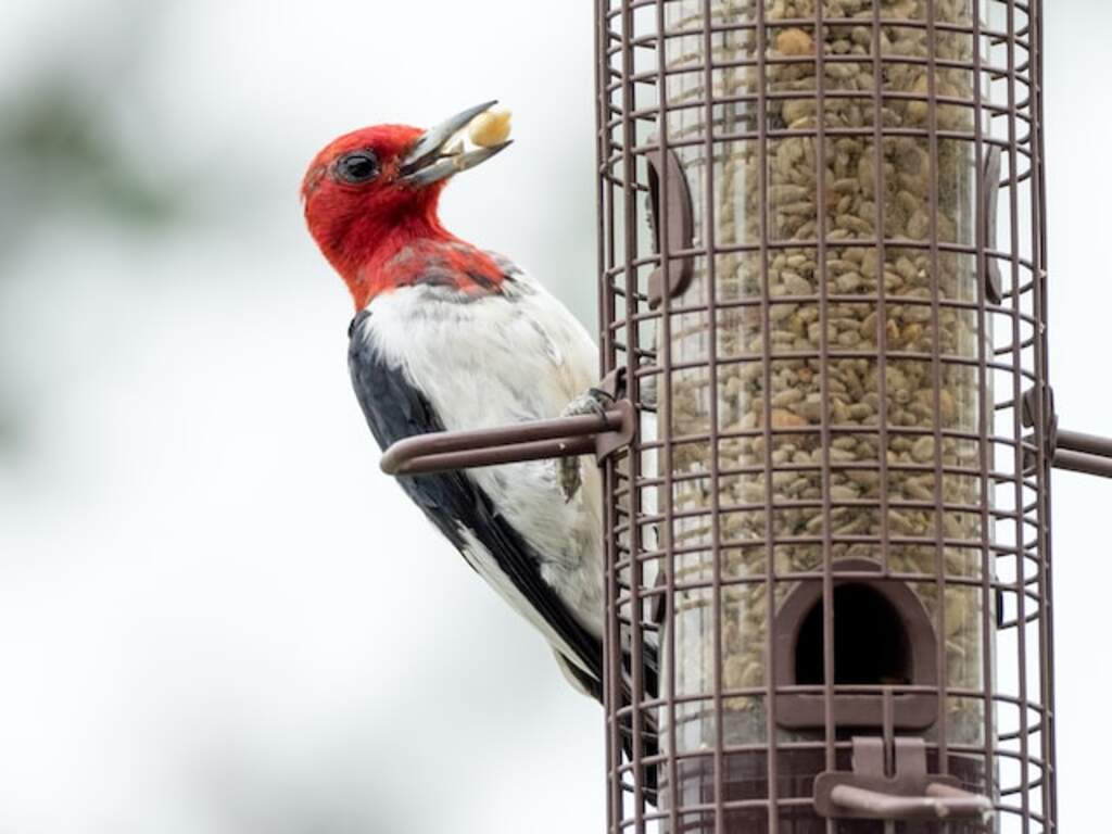 A Red-headed woodpecker at a bird feeder