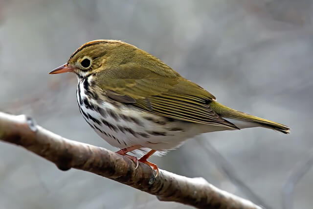 An ovenbird perched on a tree branch.