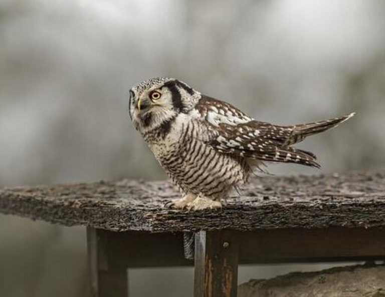 15 Types of Owls in Oregon: A Comprehensive Guide!