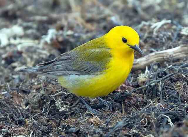 A Prothonotary Warbler foraging on the ground.
