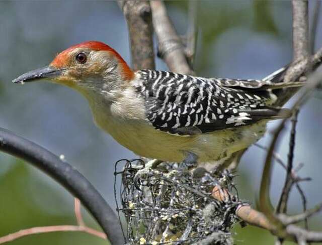 A red-bellied woodpecker eating suet.