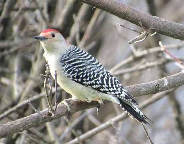 A Red-bellied Woodpecker perched on a tree branch in winter.