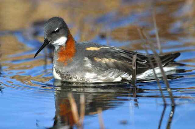 A red-necked phalarope floating on the water.