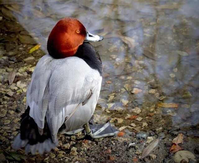  A redhead duck foraging on the water shoreline.