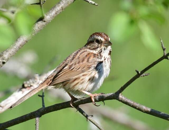 A Song Sparrow perched on a tree during winter in Massachusetts.