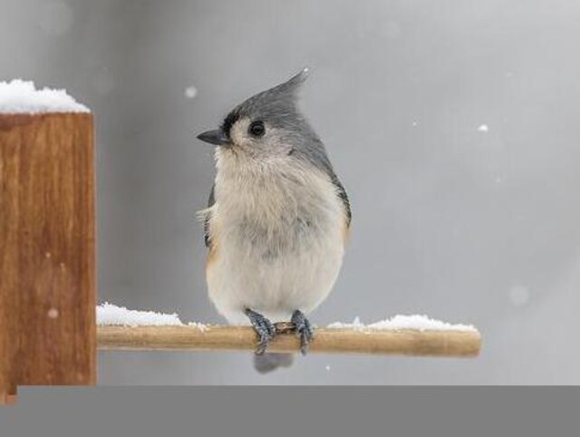A Tufted Titmouse perched on birdhouse in winter.