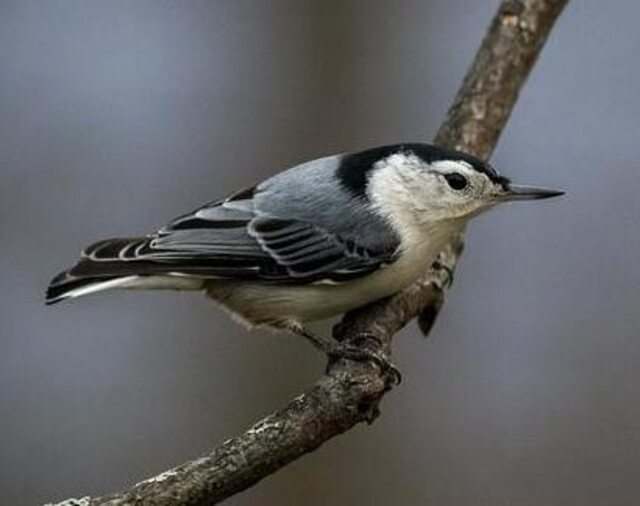 A White-breasted Nuthatch perched on a tree branch in winter.