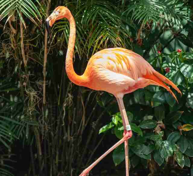 An American Flamingo on land.