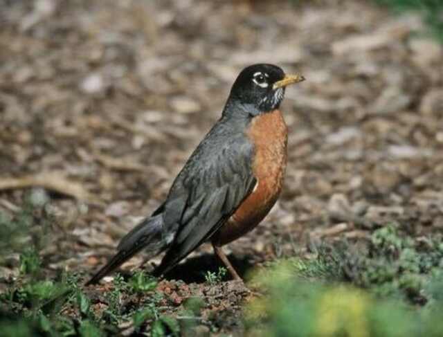 An American Robin foraging on the ground for worms.