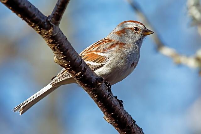 An American Tree Sparrow perched on a tree.