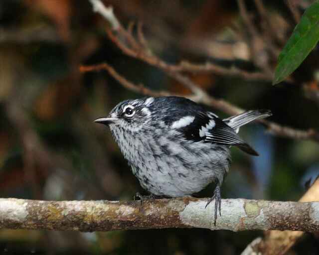A Black-throated Gray Warbler perched on a tree.