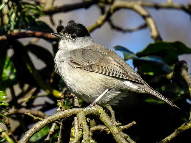 A blackcap perched on a tree branch.