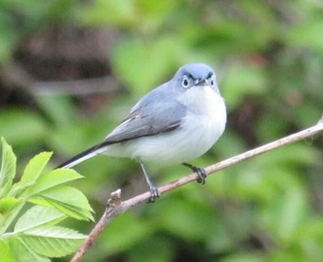 A Blue-gray Gnatcatcher perched on a branch.