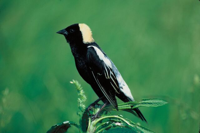 A Bobolink perched on a plant.