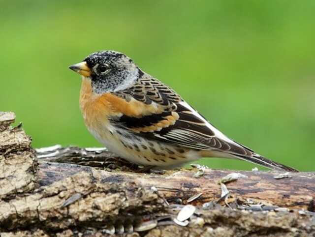 A Brambling perched on a old tree.