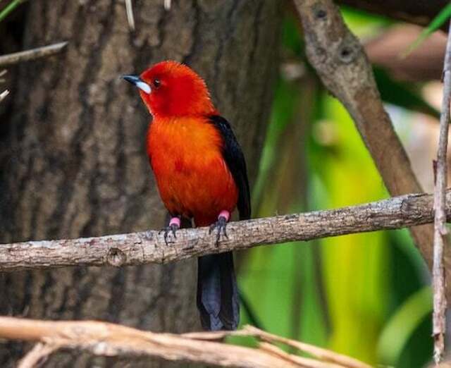 A Brazilian Tanager perched on a tree.