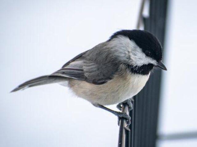 A Carolina Chickadee perched on a wire fence.