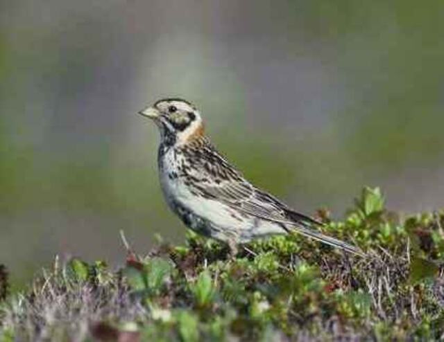 A Chestnut-collared Longspur.