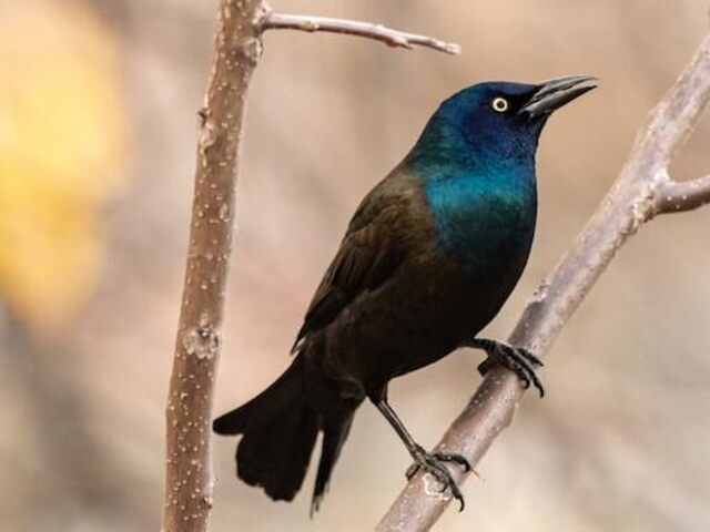 A Common Grackle perched on a tree branch.