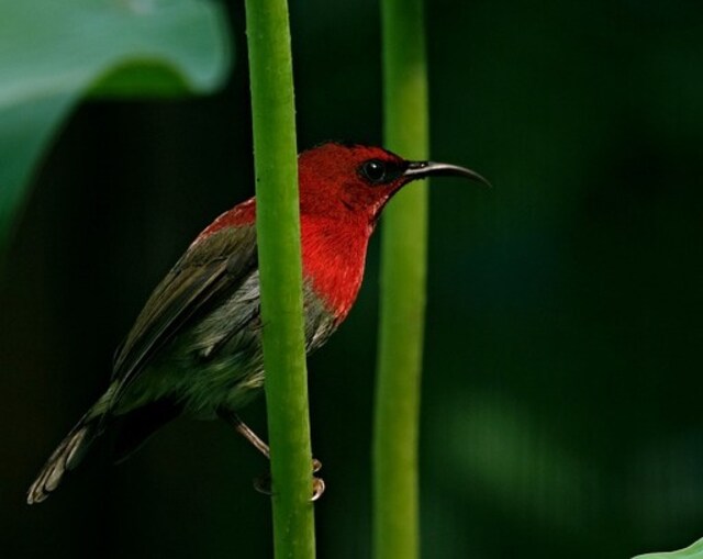 A crimson Sunbird perched on a branch.