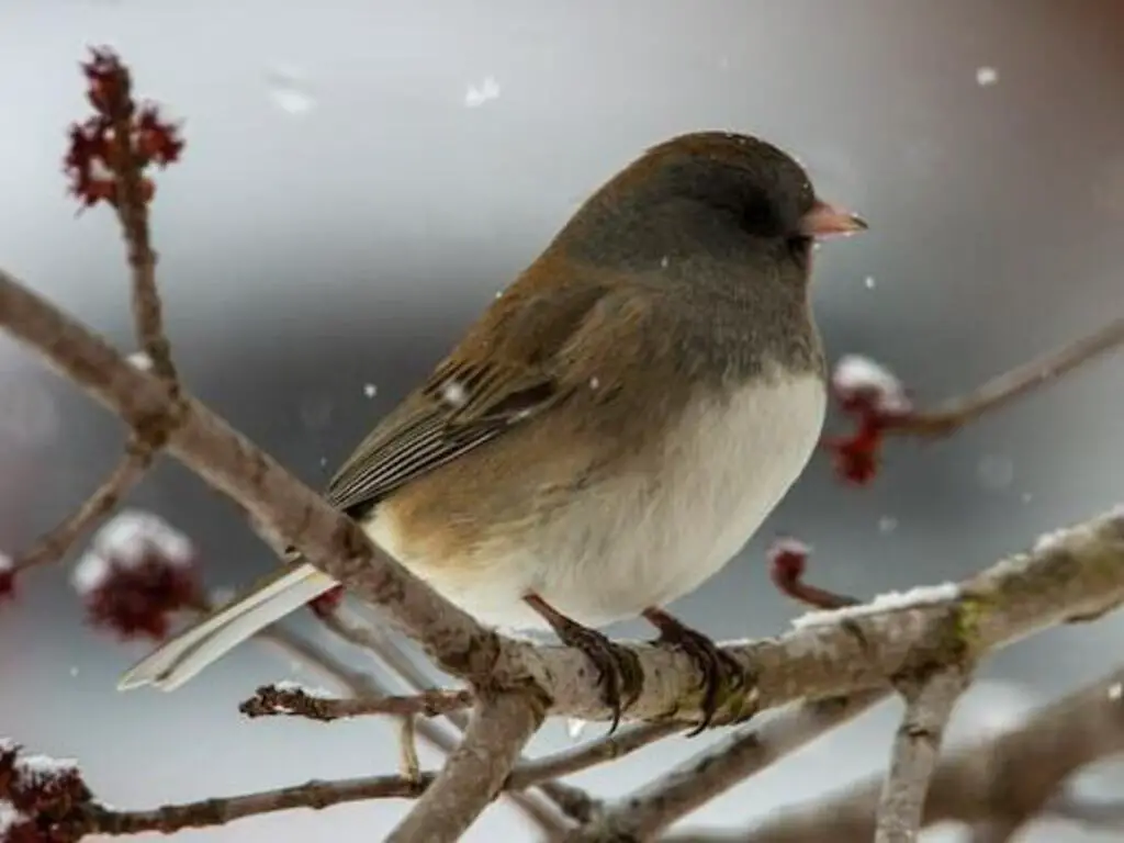 A dark-eyed junco perched on a branch in the snow.